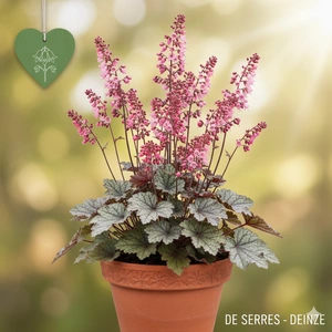 Heuchera 'Timeless Treasure'