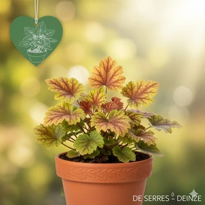 Heuchera villosa 'Tiramisu'® P9