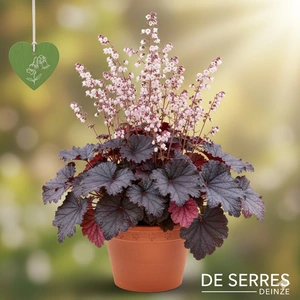 Heuchera 'Wildberry'