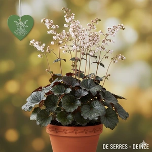 Heuchera micrantha 'Jade Gloss'® P9