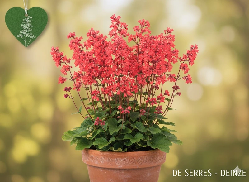 Heuchera sanguinea 'Coral Petite'® P9
