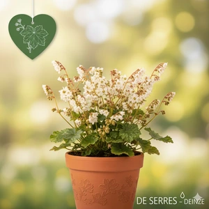 Heuchera sanguinea 'White Cloud' P9