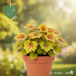 Heucherella alba 'Golden Zebra' P9