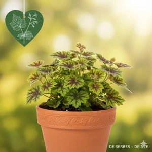 Heucherella 'Kimono' P9