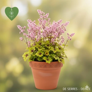 Heucherella tiarelloides 'Pink Fizz' P9