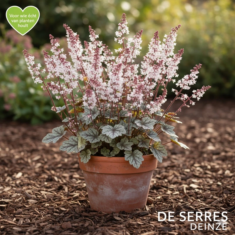 Heucherella 'Quicksilver'® P9