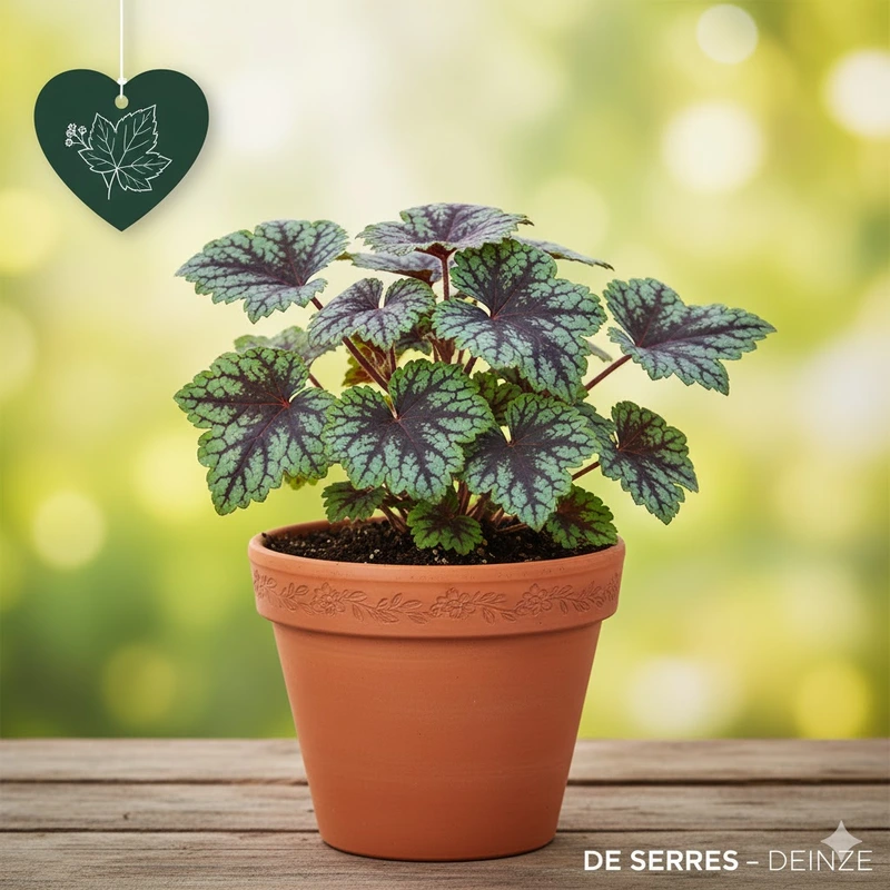 Heucherella 'Tapestry' P9