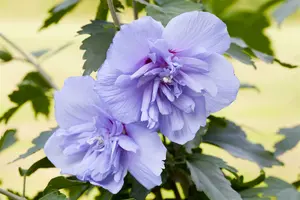 Blue Chiffon - afbeelding 1