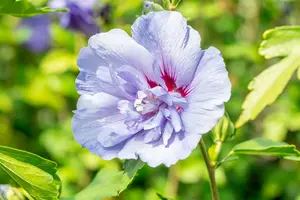 Blue Chiffon - afbeelding 3