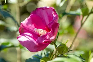 Hibiscus syr. 'Flower Tower Ruby' 150-175   C80