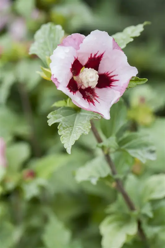 Hibiscus syr. 'Hamabo' 150-175   C35 - afbeelding 3