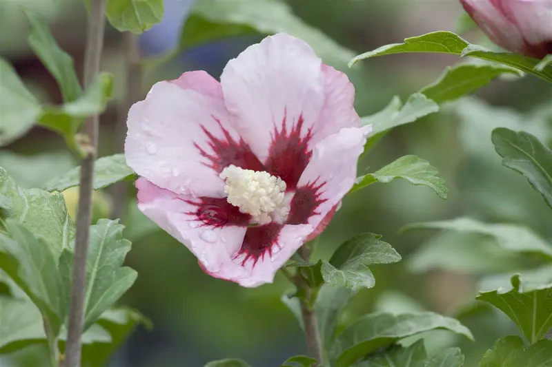 Hibiscus syr. 'Hamabo' 150-175   C35 - afbeelding 1