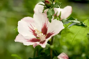Hibiscus syr. 'Hamabo' 150-175   C35 - afbeelding 2