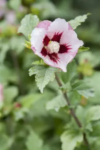 Hibiscus syr. 'Hamabo' 80-100   C10 - afbeelding 3