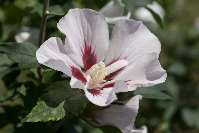 Hibiscus syr. 'Hamabo' 80-100   C10 - afbeelding 4