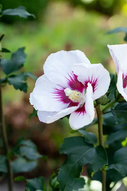 Hibiscus syr. 'Helene' 40- 60   C - afbeelding 4