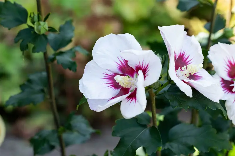 Hibiscus syr. 'Helene' 40- 60   C - afbeelding 3