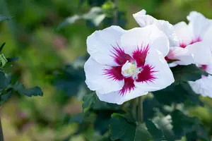 Hibiscus syr. 'Helene' 40- 60   C - afbeelding 5