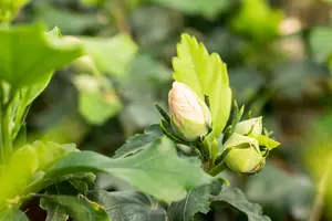 Hibiscus syr. 'Helene' 40- 60   C - afbeelding 1