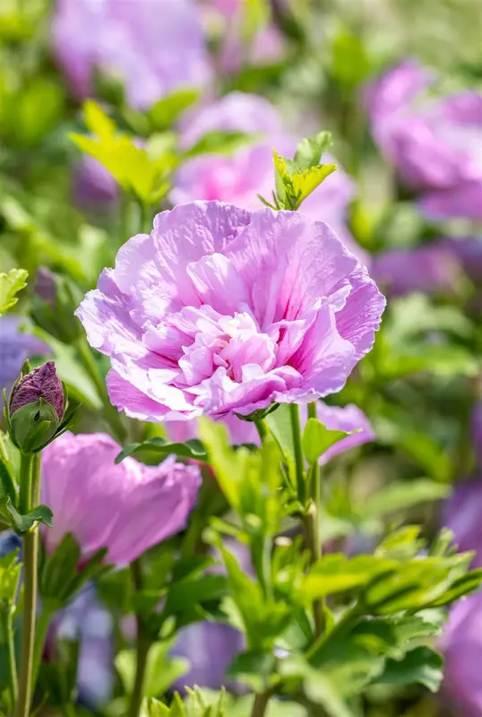 Lavender Chiffon - afbeelding 4
