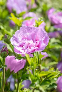 Lavender Chiffon - afbeelding 4