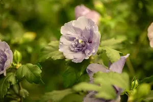 Lavender Chiffon - afbeelding 4