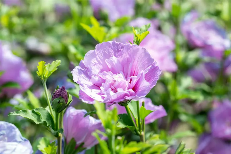 Lavender Chiffon - afbeelding 3