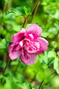 Hibiscus syr. 'Magenta Chiffon'® 150-175   C35