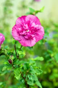 Hibiscus syr. 'Magenta Chiffon'® 150-175   C35 - afbeelding 3