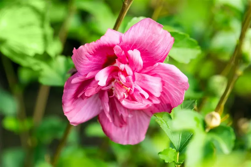 Hibiscus syr. 'Magenta Chiffon'® 150-175   C35 - afbeelding 2