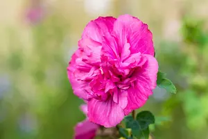 Hibiscus syr. 'Magenta Chiffon'® 150-175   C35 - afbeelding 5