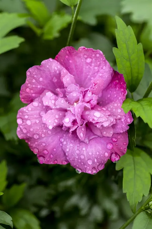 Magenta Chiffon - afbeelding 1