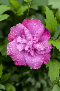 Magenta Chiffon - afbeelding 5