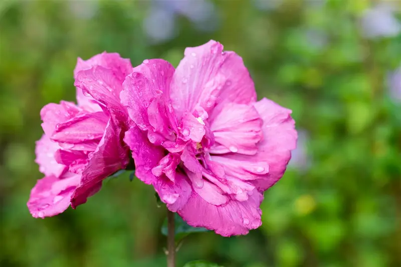 Magenta Chiffon - afbeelding 5