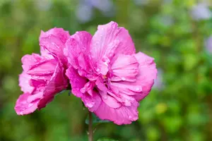 Magenta Chiffon - afbeelding 5
