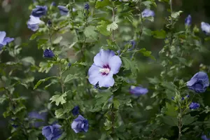Oiseau Bleu - afbeelding 3