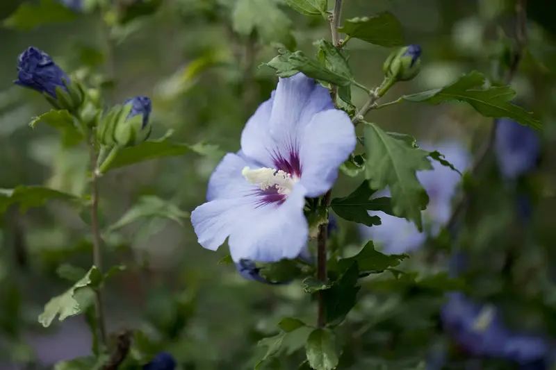 Hibiscus syr. 'Oiseau Bleu' ('blue bird') 80-100   C10 - afbeelding 2