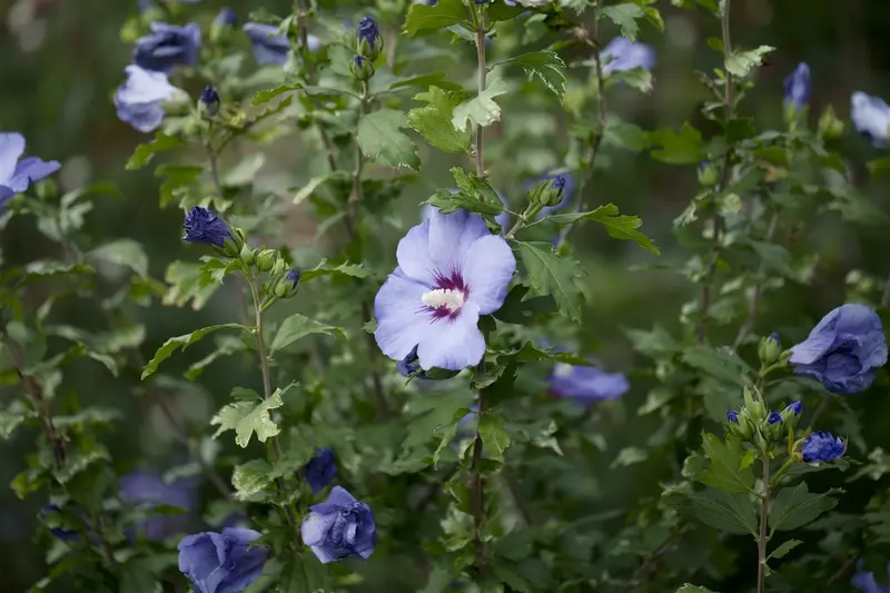 Hibiscus syr. 'Oiseau Bleu' ('blue bird') 80-100   C10 - afbeelding 3