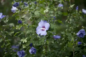 Hibiscus syr. 'Oiseau Bleu' ('blue bird') 80-100   C10 - afbeelding 3