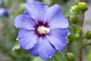 Hibiscus syr. 'Oiseau Bleu' ('blue bird') 80-100   C10 - afbeelding 5