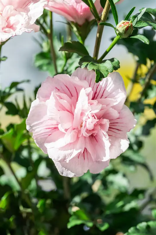 Hibiscus syr. 'Pink Chiffon' 150-175   C35 - afbeelding 3