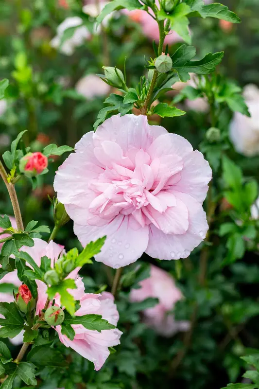Hibiscus syr. 'Pink Chiffon' 150-175   C35 - afbeelding 4