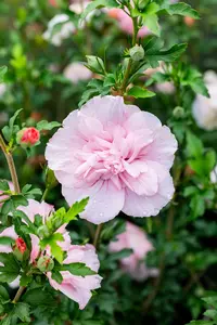 Hibiscus syr. 'Pink Chiffon' 150-175   C35 - afbeelding 4