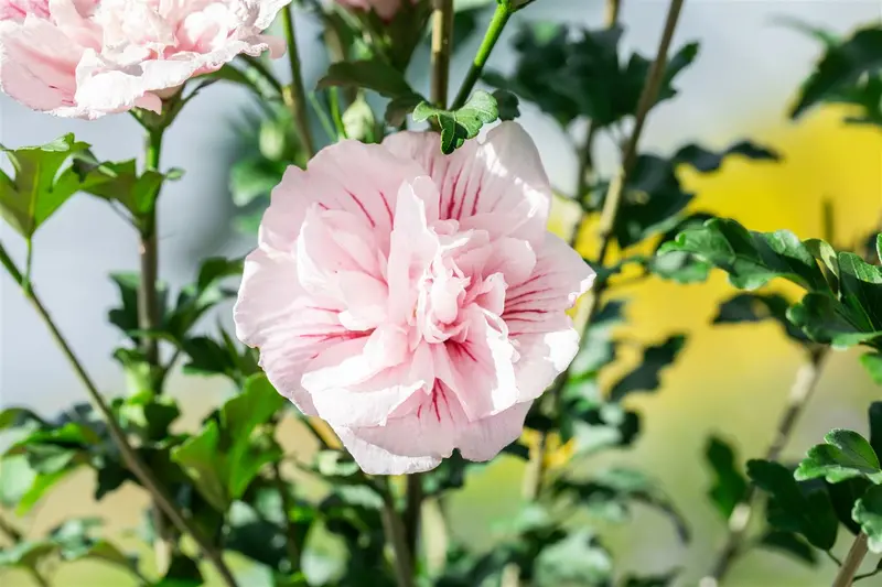 Hibiscus syr. 'Pink Chiffon' 150-175   C35 - afbeelding 2