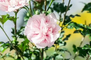 Hibiscus syr. 'Pink Chiffon' 150-175   C35 - afbeelding 2