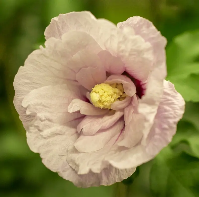 Hibiscus syr. 'Pink Chiffon' 150-175   C35 - afbeelding 1