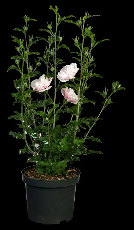 Pink Chiffon - afbeelding 2