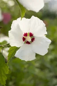 Hibiscus syr. 'Red Heart' 80-100   C10 - afbeelding 3