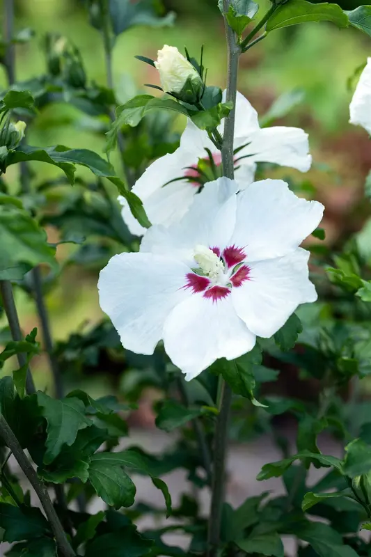 Hibiscus syr. 'Red Heart' 80-100   C10 - afbeelding 5
