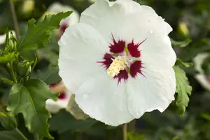 Hibiscus syr. 'Red Heart' 80-100   C10 - afbeelding 2